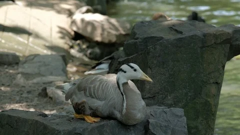 Duck lying on the edge of the pool and resting 스톡 동영상 113920785