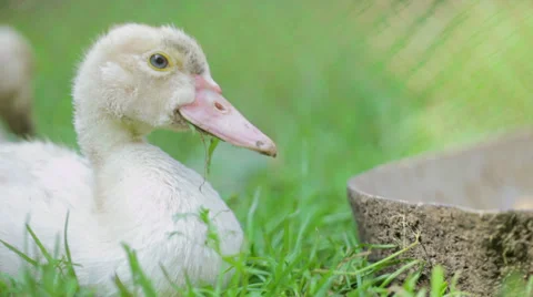 Duck lying on green grass 1 Stock-Footage 27503519