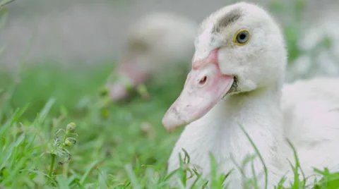 Duck lying on green grass 2 Stock-Footage 27502551