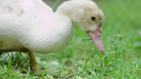 Duck lying on green grass 3 Video stock 27502808
