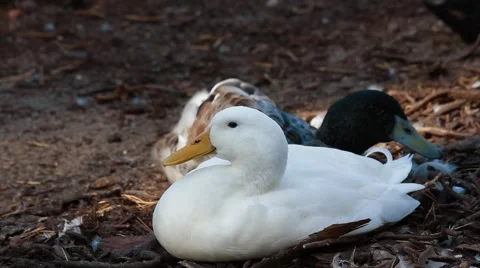 Duck lying on the ground Stock Footage 42098992