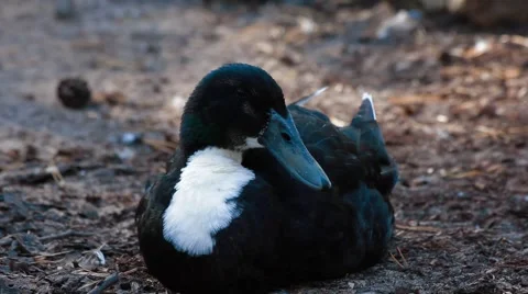 Duck lying on the ground Stock Footage 42099052