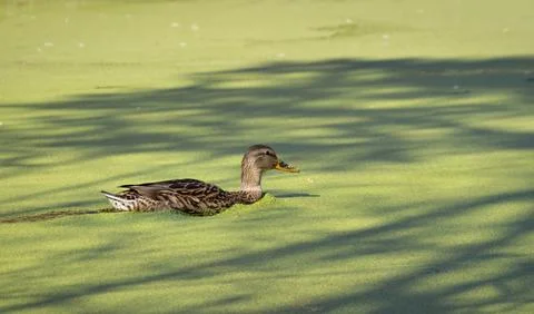 A duck making its way through green surface of a pond filled with algae. Duck is Stock Photos