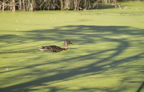 A duck making its way through green surface of a pond filled with algae. Duck is Stock Photos