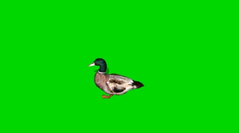 Duck Male walk - seperated on green scre... | Stock Video | Pond5