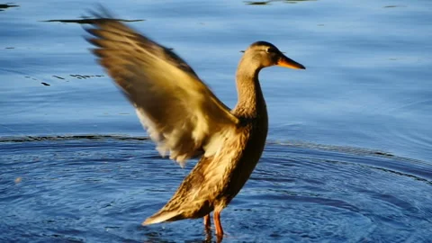 Duck mallard flaps its wings Stock Footage 233822248