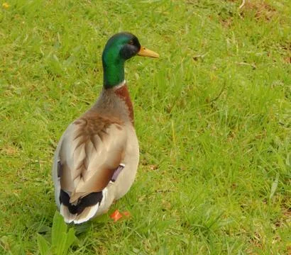 Duck mallard on the grass Stock Photos