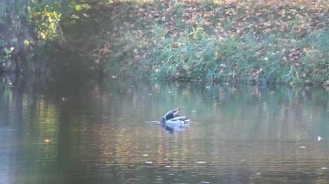 Duck with mallard has a walk in river Vídeos de archivo 50009331