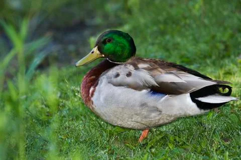 Duck mallard Stock Photos