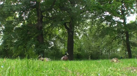 Duck mallard walking on the grass in forest Stock Footage 50755056