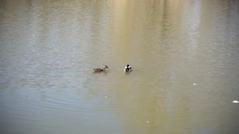 Duck mallard on the water 库存影片 187451604