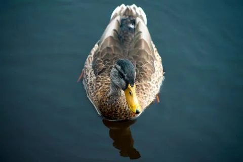 Duck, mallard, on the water Stock Photos