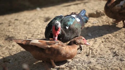 Duck mating games at the farm Stock Footage 39645641