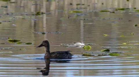 Duck Mating Ritual On Lake Stock Footage 40341067
