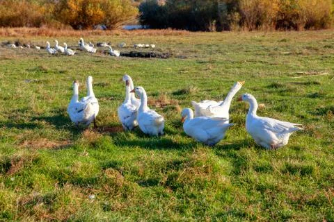 Duck on the meadow Stock Photos