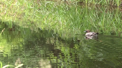 Duck in mirror Stock Footage 908471
