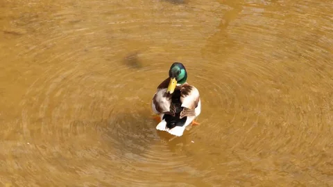Duck in the Moscow river Stock Footage 129393403