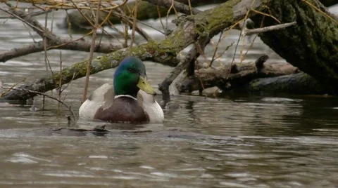Duck Moves Fast in Pond 2 Stock Footage 4854360