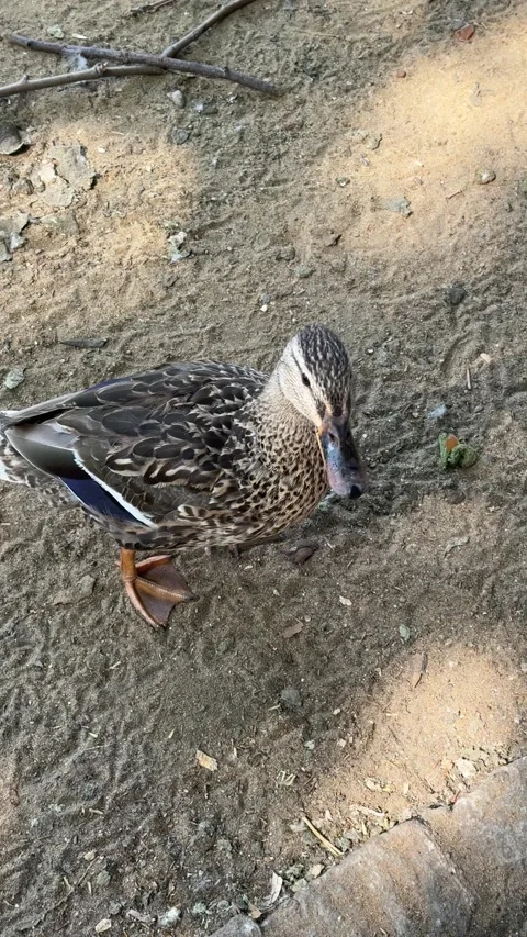 Duck moving and looking around from high angle view in a London park 動画素材 341329310