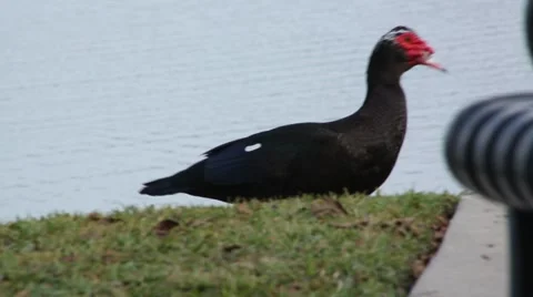 Duck moving behind park bench Stock Footage 43756641