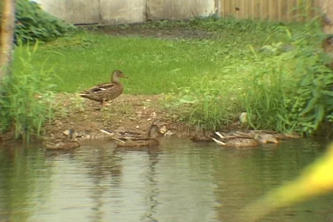 Duck moving is wings Stock Footage 370126
