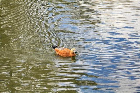 Duck on multicolor water Stock Photos