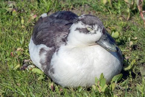 Duck napping Stock Photos