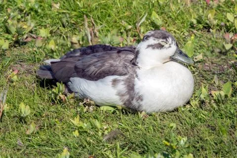 Duck napping Stock Photos