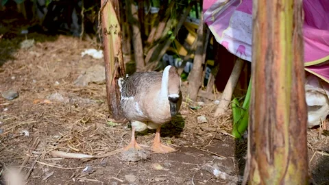 Duck in nature Stock Footage 243274055