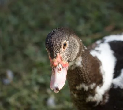 Duck on the nature Stock Photos
