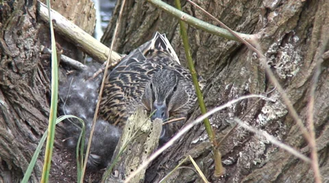 Duck on nest-01 Stock Footage 36255850