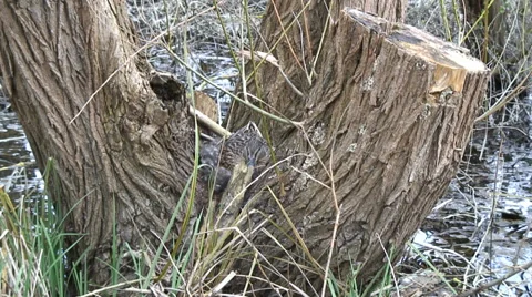 Duck on nest-02 Stock Footage 36255768