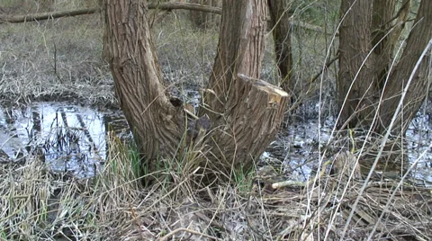 Duck on nest-03 Video stock 36262850