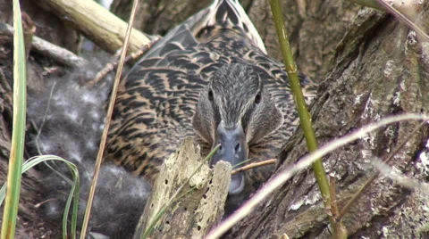 Duck on nest-04 Video stock 36255820
