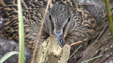 Duck on nest-05 Video stock 36255801