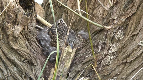Duck on nest-06 Stock Footage 36262861