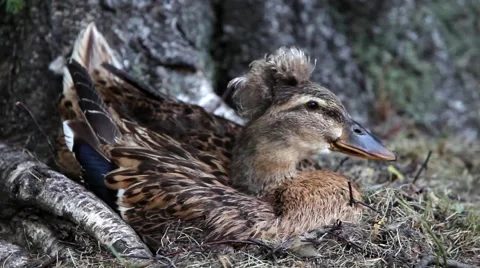 Duck on the nest Stock Footage 52763168