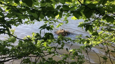 Duck in the nest in a pond Stock Footage 129328600