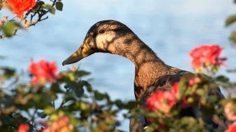 Duck nesting in rose bush Stock Footage 128520513