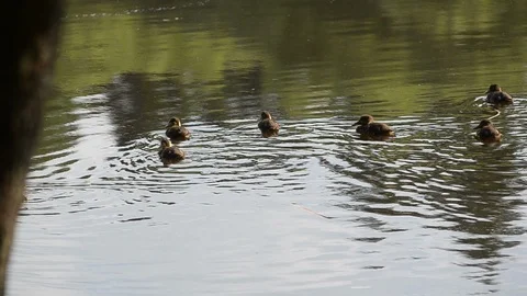 Duck with nestlings Stock Footage 94407446