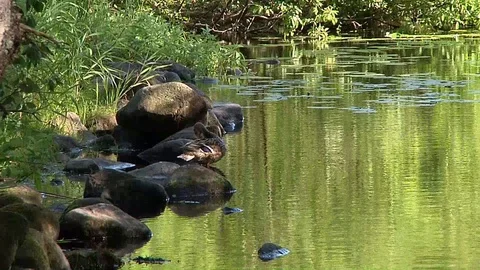 The duck next to the stream clears the wings Video stock 93267487