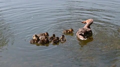 Duck with nine ducklings Stock Footage 188534056