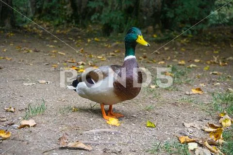Duck observing crowds of people in a national park Stock Photos