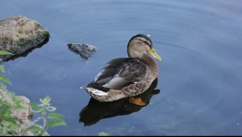 Duck or Malard Stock-Footage 8515980
