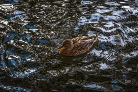 Duck ordinary in a wave pattern Stock Photos