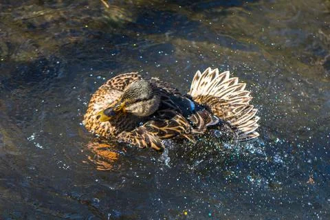 Duck with an overflow of the sun Stock Photos