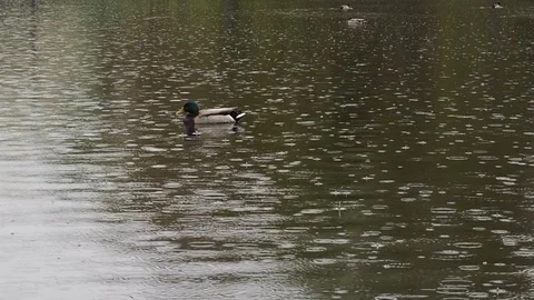 Duck Paddling In The Rain Stock Footage 91384790