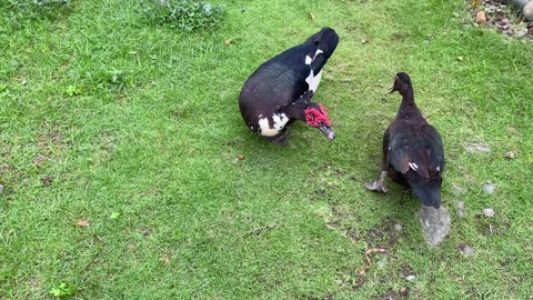 Duck pair Stock Footage 150254681