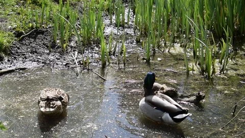 Duck Pair at Riverbank Stock Footage 86623564