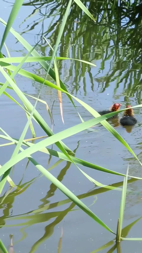 Duck pair swimming together through green reed marsh habitat Stock Footage 313324487